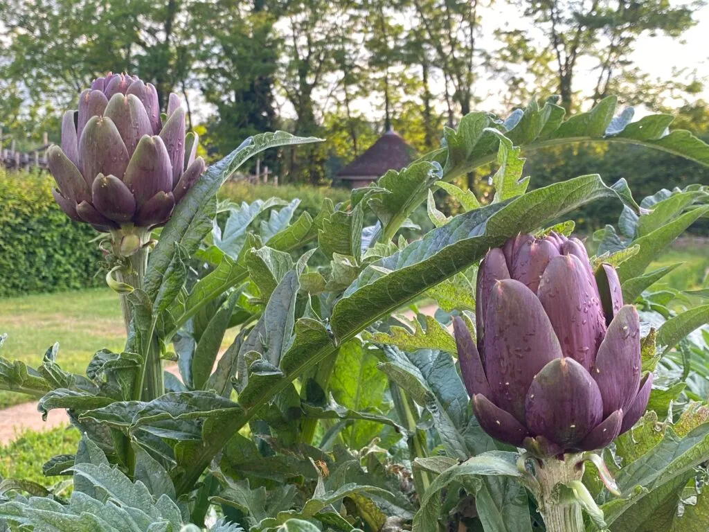 artichaud
