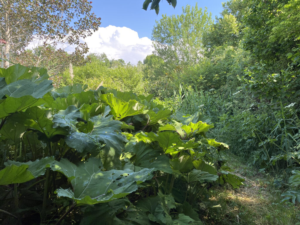 Le jardin en mouvement