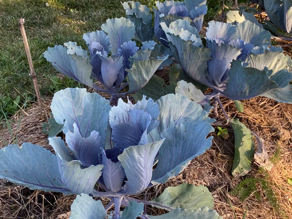 Le potager en permaculture