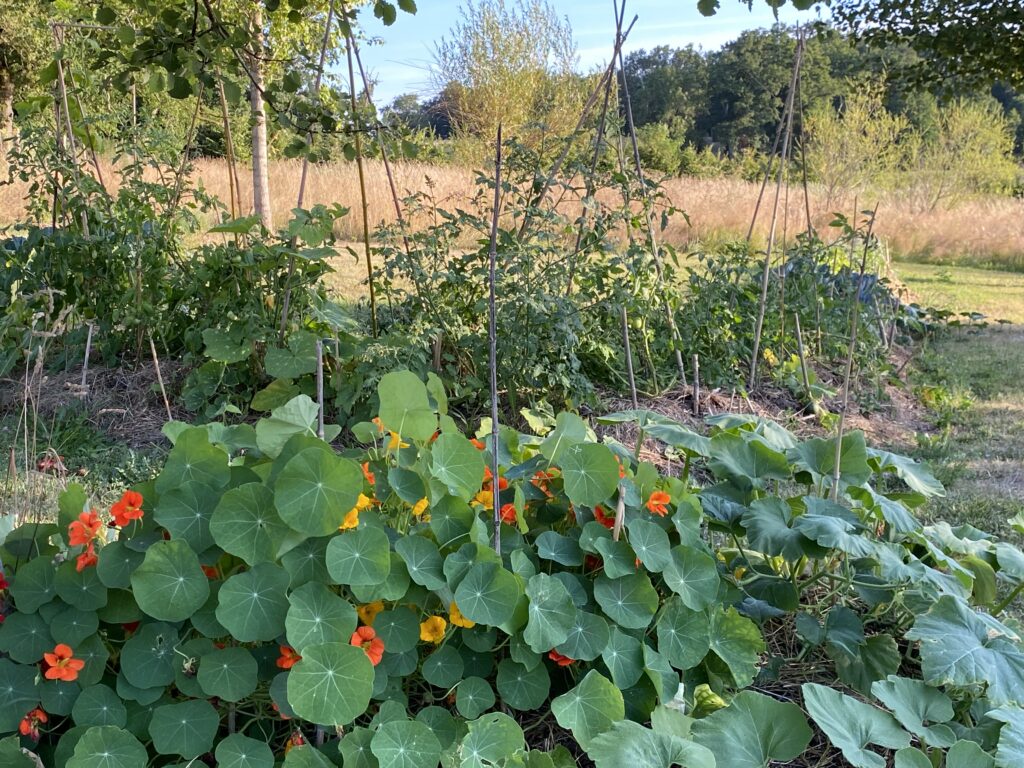 Le potager en permaculture