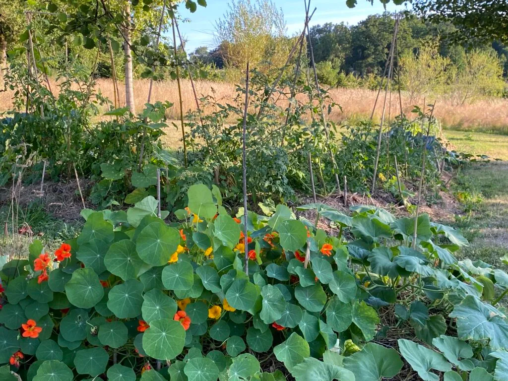 Le potager en permaculture