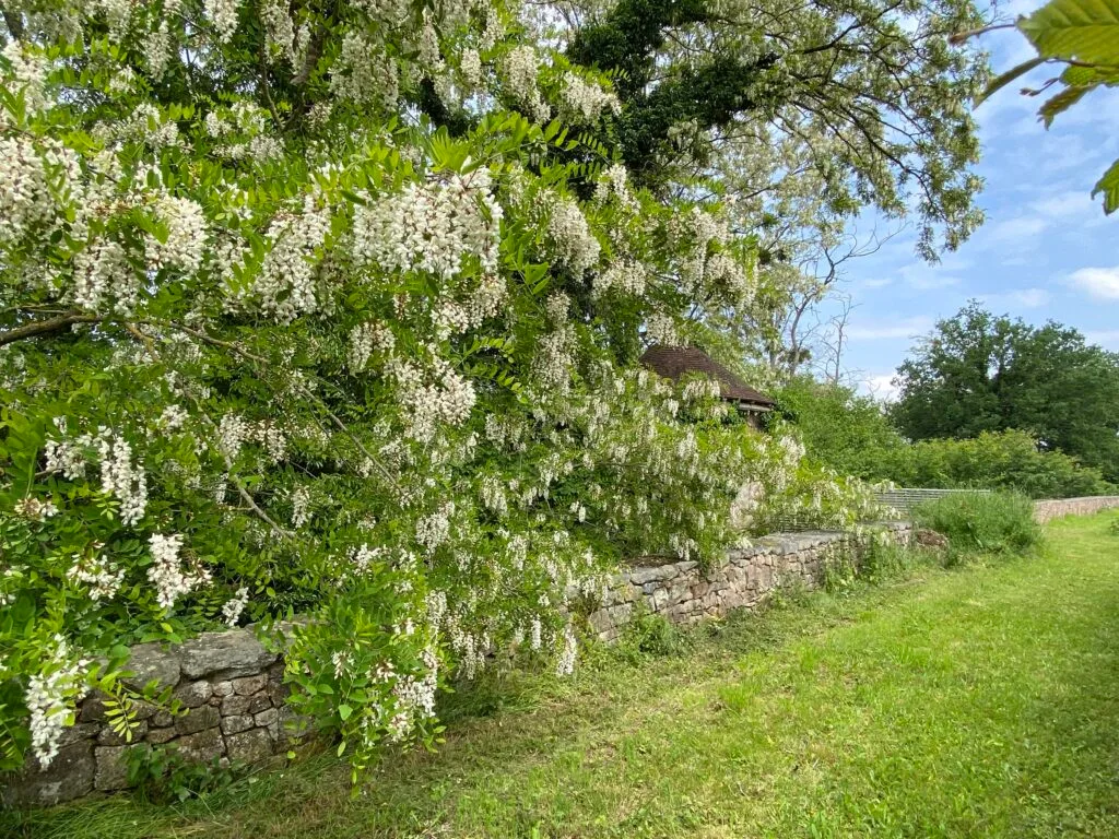 Le jardin à la française