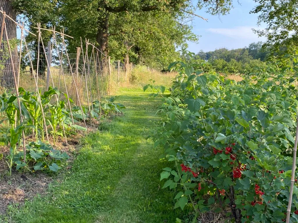 Le potager en permaculture